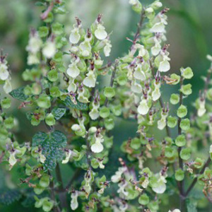 Wood Sage Perennial Seeds Teucrium scorodonia