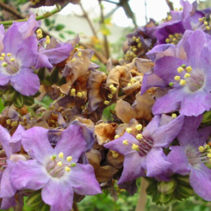Wigandia Ecuadorensis Seeds