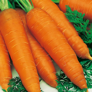 Carrot 'Autumn King 2' Seeds carrots