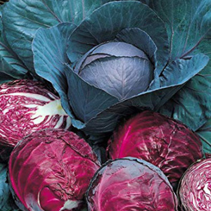 Cabbage 'Red Drumhead' Seeds