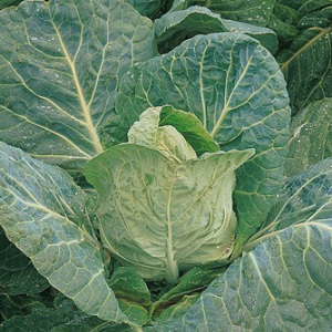 Cabbage 'Durham Early' Seeds