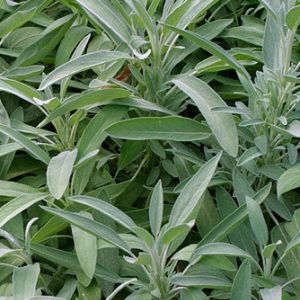 Common Sage Seeds Herb