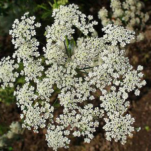 Ammi Majus 'Bishop's Weed' Seeds
