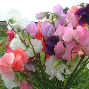 Sweet Pea 'Mammoth Mixed' Seeds