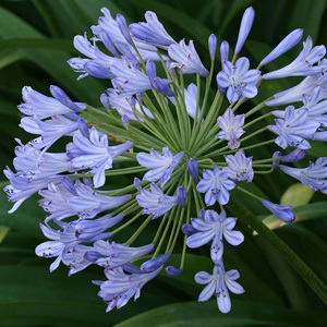 Agapanthus Praecox 'Blue Lily of the Nile' Seeds
