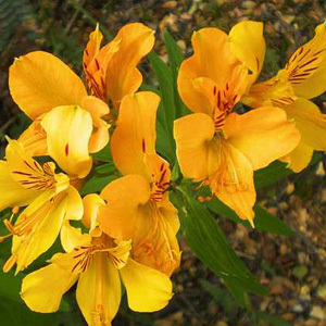 Pictorial Peruvian Lily Alstroemeria Aurantiaca Seeds Pictorial Packet