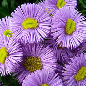 Erigeron 'Azure Fairy' Seeds