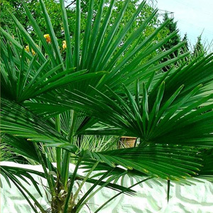 Trachycarpus Fortunei Seeds CHUSAN PALM