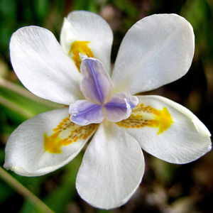 Dietes Iridioides Seeds