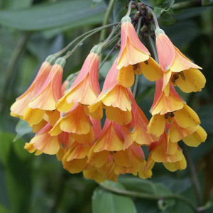 Bomarea Multiflora Seeds