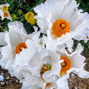 Romneya Coulteri Seeds