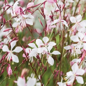 Gaura Lindheimeri 'The Bride' Seeds