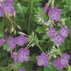 Erodium Manescavii