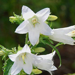 Campanula Trachelium Alba Seeds