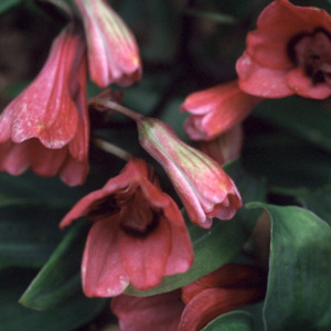 Bomarea Salsilla Seeds