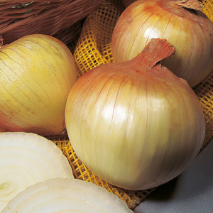 Onion Sets Senshyu Sets