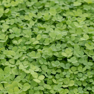 Jura Micro Clover Seed Jura Small Leaved Clover