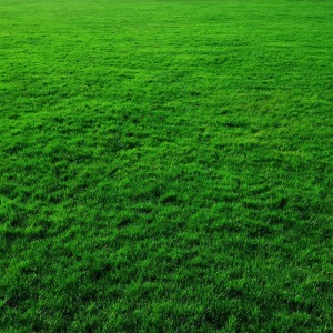 Hard Wearing Grass Seed Tough Lawn