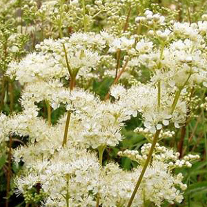 Meadowsweet Seeds