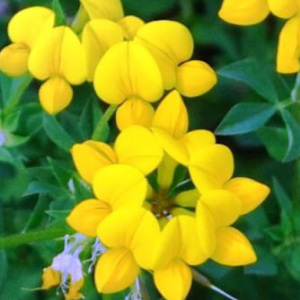 Birdsfoot Trefoil Seeds