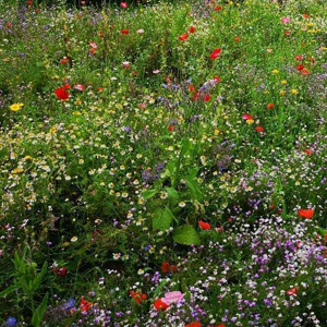 Mix 28A 80/20 Multi Soil Wildflower Meadow Mix