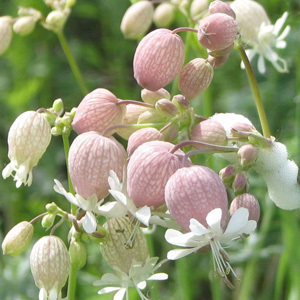 Bladder Campion Seeds