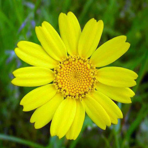 Corn Marigold Seeds