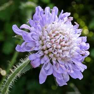 Field Scabious Perennial Seeds