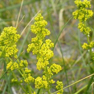 Lady's Bedstraw Seeds ladies ladys Wild Flower