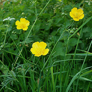 Meadow Buttercup Perennial Seeds