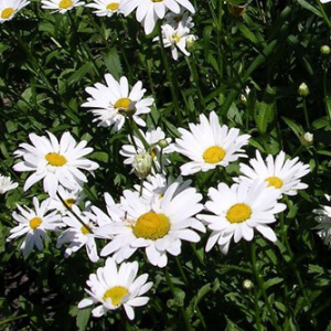 Ox-Eye Daisy oxeye LEUCANTHEMUM VULGARE Perennial Seeds