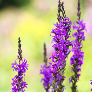 Purple Loosestrife Lythrum Salicaria Perennial Seeds