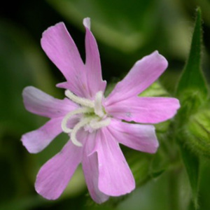 Red Campion Silene Dioica Perennial Seeds