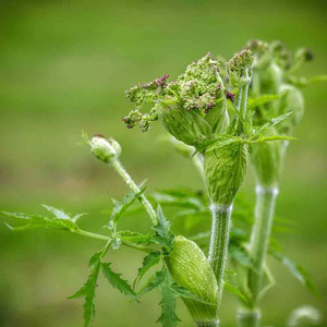 Sheeps Burnet Salad Burnet Sanguisorba Minor Perennial Seeds
