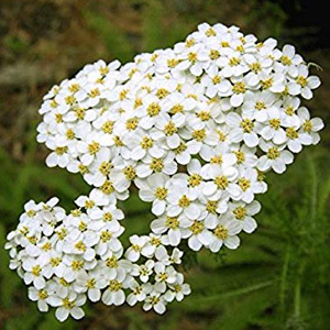 Yarrow Achillea Millefolium Perennial Seeds