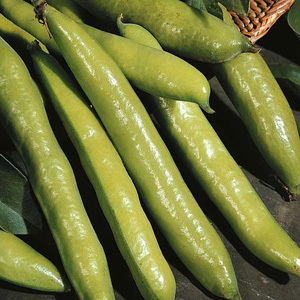 Broad Beans 'Aquadulce Claudia'  Broad Bean Seeds