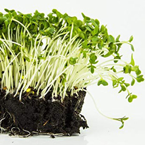 Cress Plain or Common Seeds