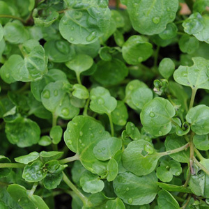 Watercress 'Nasturtium Officinale' Seeds