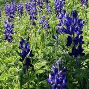 Blue Lupin Lupinus Angustifolius Green Manure Seeds
