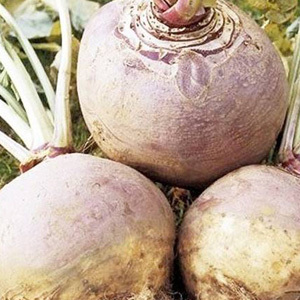 Swede 'Best of All' Seeds