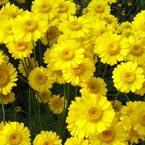 Dyer's Chamomile Perennial Seeds