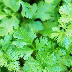 Coriander Seeds