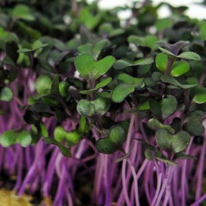 Sprouting Red Cabbage Seeds