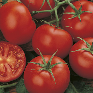 Tomato 'Moneymaker' Seeds