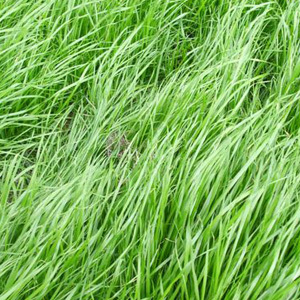 Rye Green Manure Seeds