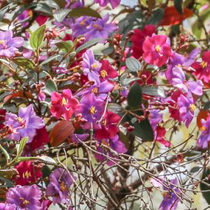 Tibouchina lepidota  Andean Princess Flower, Glory Bush Flower' Seeds