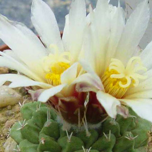 Cactus Strombocactus Disciformis