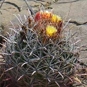 Compass Barrel Cactus  Ferocactus Cylindraceus Seeds