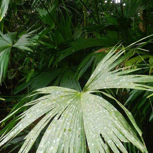 Panama Hat Palm Carludovica Palmata Seeds