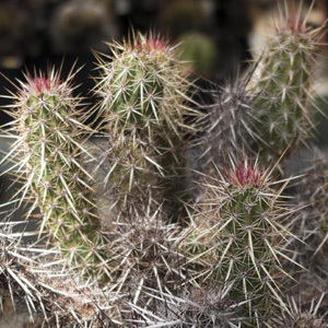Strawberry Cactus  Echinocereus Brandegeei Seeds